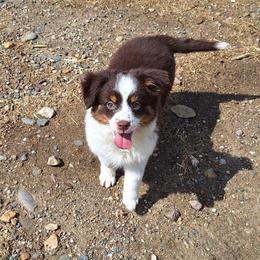 Hartley - Red tri female Miniature Australian Shepherd puppy in Fairview, South Dakota from Dakota Toy Aussies