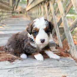 Ria - Merle female Bernedoodle puppy in Wamego, Kansas from Doodles of Oz