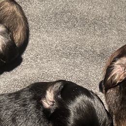 Afghan Hound Puppies from Kelli Kujawa