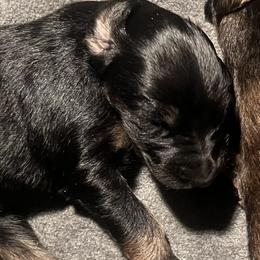 Afghan Hound Puppies from Kelli Kujawa