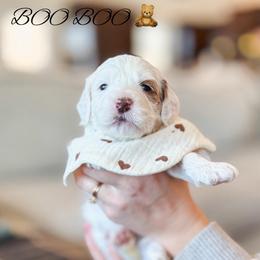 Boo Boo - Parti female Goldendoodle puppy in New Harmony, Indiana from Cottonwood Farms
