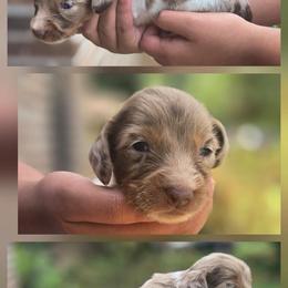 Dachshund puppies from Dixie Chic Frenchies & Dachshunds