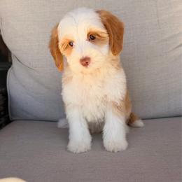 Teddy - Caramel male Australian Labradoodle puppy in Nashville, Tennessee from SF Australian Labradoodles