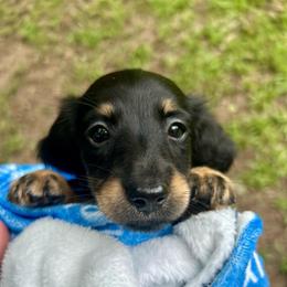 Ahsoka AKC OFA CHIC - Black and cream female Dachshund puppy in El Dorado, Arkansas from LovelylilDoxies