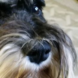 Miniature Schnauzers from Samson's Schnauzers