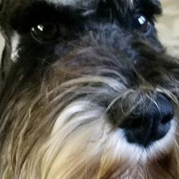 Miniature Schnauzers from Samson's Schnauzers