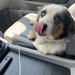 Aussiedoodle Puppies from Hearth&Hound Doodles