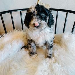 Cranberry - Merle female Sheepadoodle puppy in Republic, Missouri from DOOD & Co