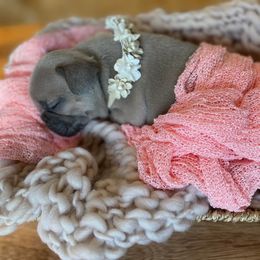 French Bulldog Puppies from Bleu Steele French Bulldogs