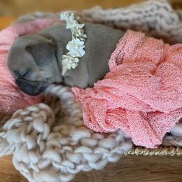 French Bulldog Puppies from Bleu Steele French Bulldogs