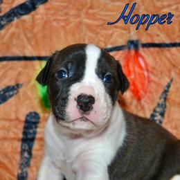 Hopper - male Alapaha Blue Blood Bulldog puppy in Walbridge, Ohio from United Alapaha Bulldogs