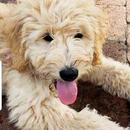 Goldendoodle Puppies from Stormie's Doodles