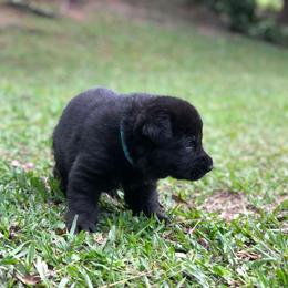 German Shepherd Puppies from Zwinger vom Schneider Wald