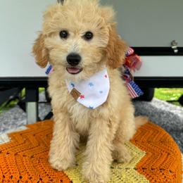 Atlas - Apricot male Goldendoodle puppy in Lancaster, Kentucky from Dream Paws Puppies, LLC