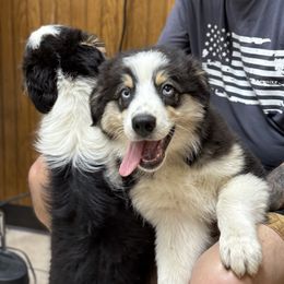 Saffron - Black tri-color male Australian Shepherd puppy in Deford, Michigan from Tapestry Australian Shepherds