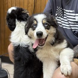 Saffron - Black tri-color male Australian Shepherd puppy in Deford, Michigan from Tapestry Australian Shepherds