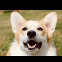 Poppy - Pembroke Welsh Corgi