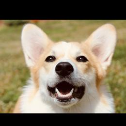 Poppy - Pembroke Welsh Corgi