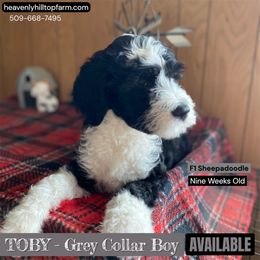 Goldendoodle, Poodle, and Sheepadoodle Puppies from Heavenly Hilltop Farm
