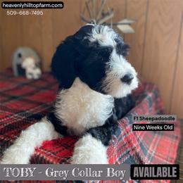 Goldendoodle, Poodle, and Sheepadoodle Puppies from Heavenly Hilltop Farm