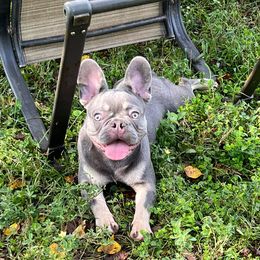 G - French Bulldog