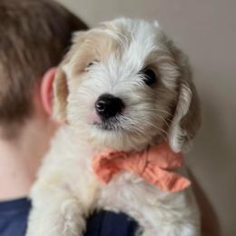 Mr Orange - Parti male Goldendoodle puppy in Nampa, Idaho from Farmhouse Goldens