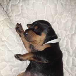 Miniature Pinscher Puppies from K&J's Min Pins Of Grand Lake