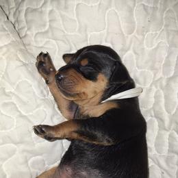 Miniature Pinscher Puppies from K&J's Min Pins Of Grand Lake
