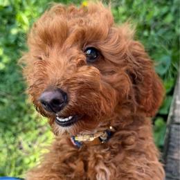 Zoey - Apricot female Goldendoodle puppy in Centralia, Missouri from Oodles Of Doodles Mo.