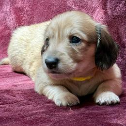 Liberty (Yellow Band) - Cream female Dachshund puppy in Raleigh, North Carolina from McLovin Doxies