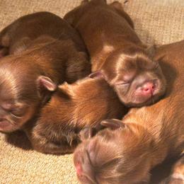 Lexi - Chocolate and tan female Shih Tzu puppy in Detroit, Michigan from Friends4everkennel LLC
