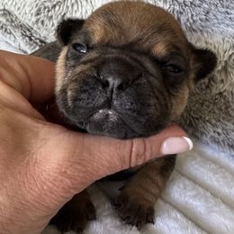 Layla - Fawn female French Bulldog puppy in Renton, Washington from Laurel Canyon Kennels