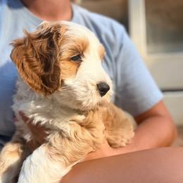 Bingley - Red male Australian Labradoodle puppy in Summerfield, North Carolina from Four Oaks Labradoodles