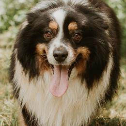 Magnum - Miniature Australian Shepherd