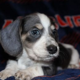 Nugget - Blue and cream male Dachshund puppy in Roanoke, Alabama from 3B Doxies