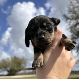 Valentine AKC 2500.00 - Black and tan male Dachshund puppy in De Soto County, Florida from Countridox Dachshunds