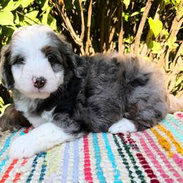 Brew - Merle male Bernedoodle puppy in Sherman, Illinois from Shirl Doodle Life