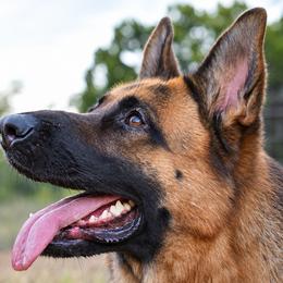 Ruby - German Shepherd