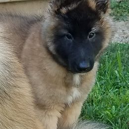 "Ronan" Belgian Tervuren Puppies from Devoue Belgians