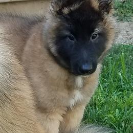 "Ronan" Belgian Tervuren Puppies from Devoue Belgians