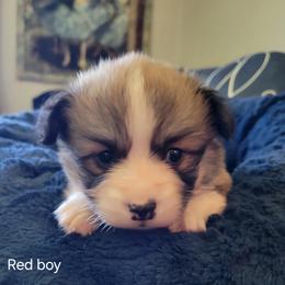 Pembroke Welsh Corgi puppies from Hill Country Corgis