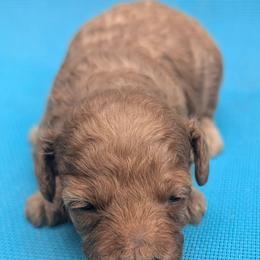 Rosie - Red  female Poodle puppy in Panama City Beach, Florida from Little Puppy Love