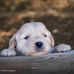 Golden Retriever Puppies from AmazingK9s