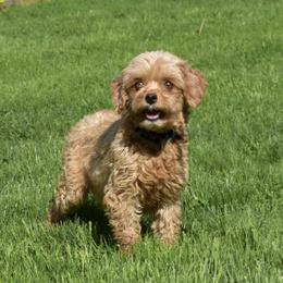 Cavapoo Puppies from Buttercup Doodles