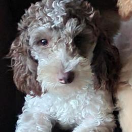Maverick - Poodle