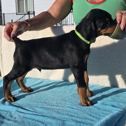 Fenris - Black and rust male Doberman Pinscher puppy in Terrebonne, Oregon from Von Traumhaft Shon Dobermans