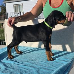 Fenris - Black and rust male Doberman Pinscher puppy in Terrebonne, Oregon from Von Traumhaft Shon Dobermans