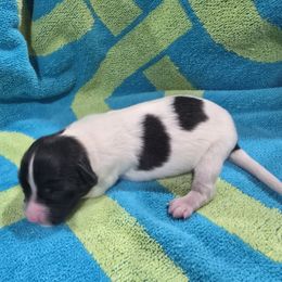 Celeste - White and black female Papillon puppy in Hollister, Missouri from Swan Creek Kennel