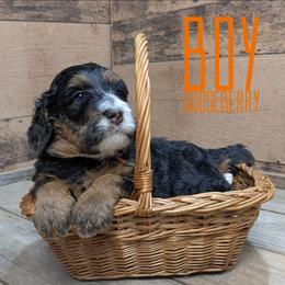Gooseberry - Tri-color male Bernedoodle puppy in Cambridge, Minnesota from Country Meadow Doodles