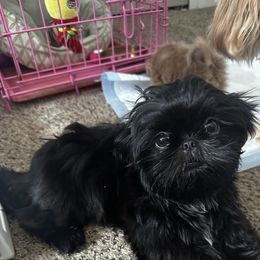 Packie Bear - Black male Shih Tzu puppy in Taylor, Michigan from Shih Bears